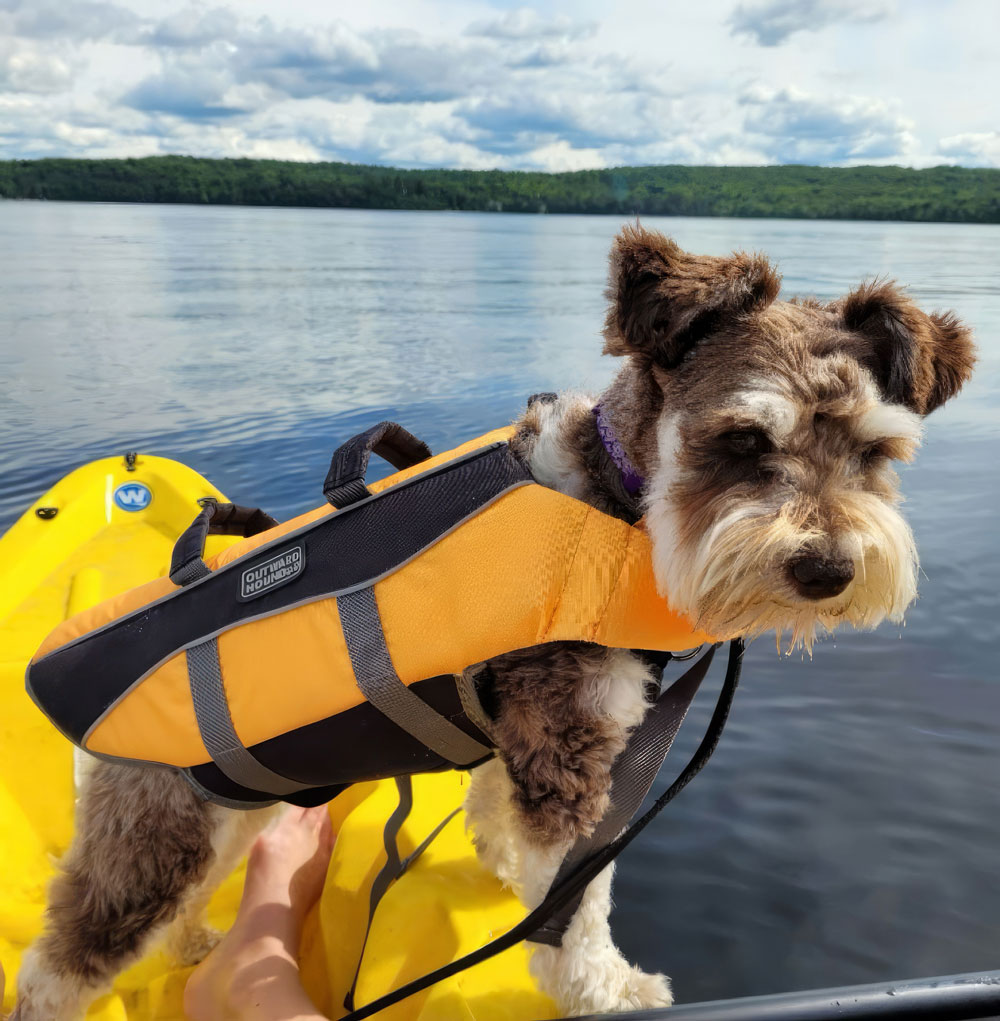 dog_1