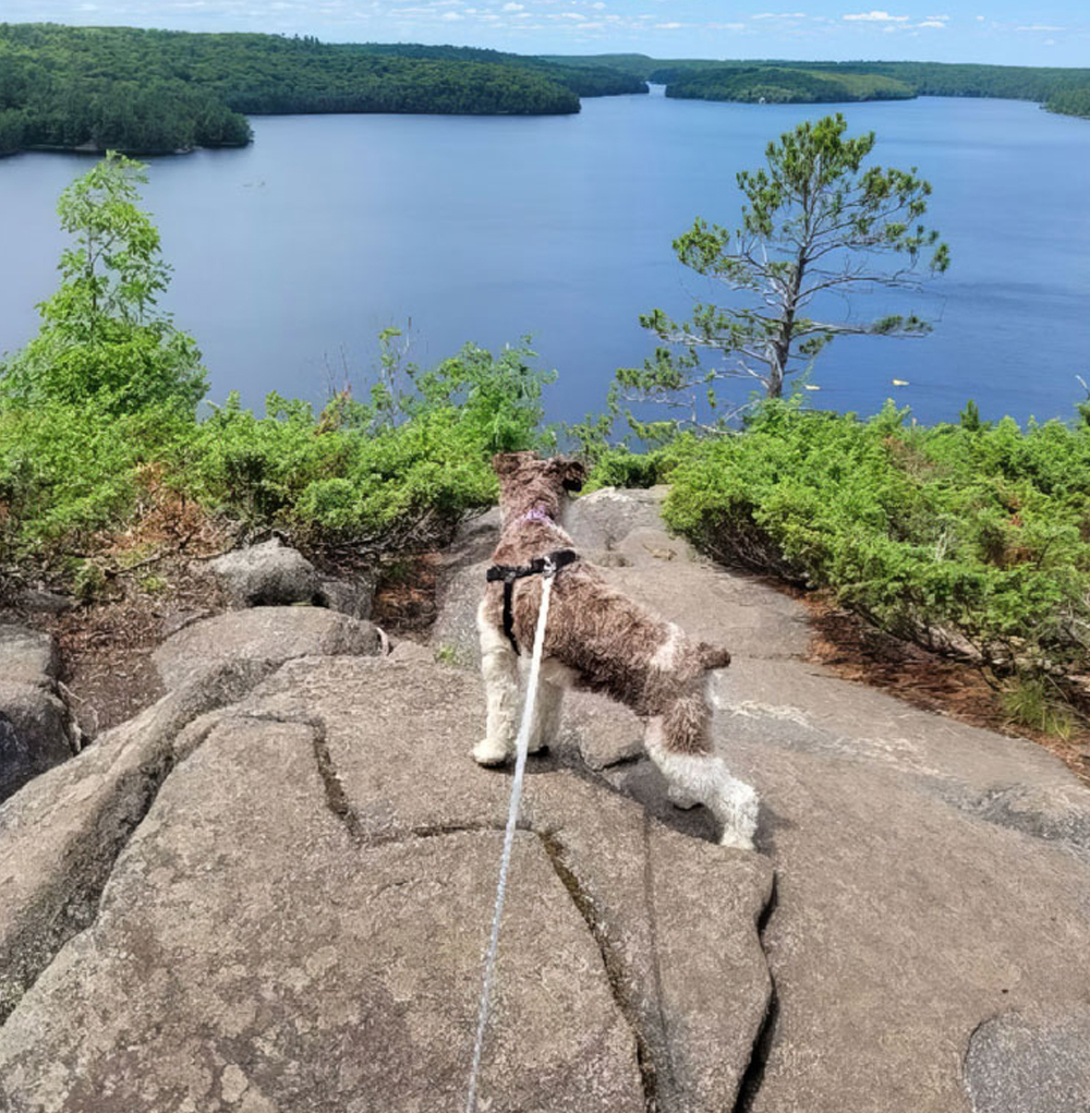 dog_4